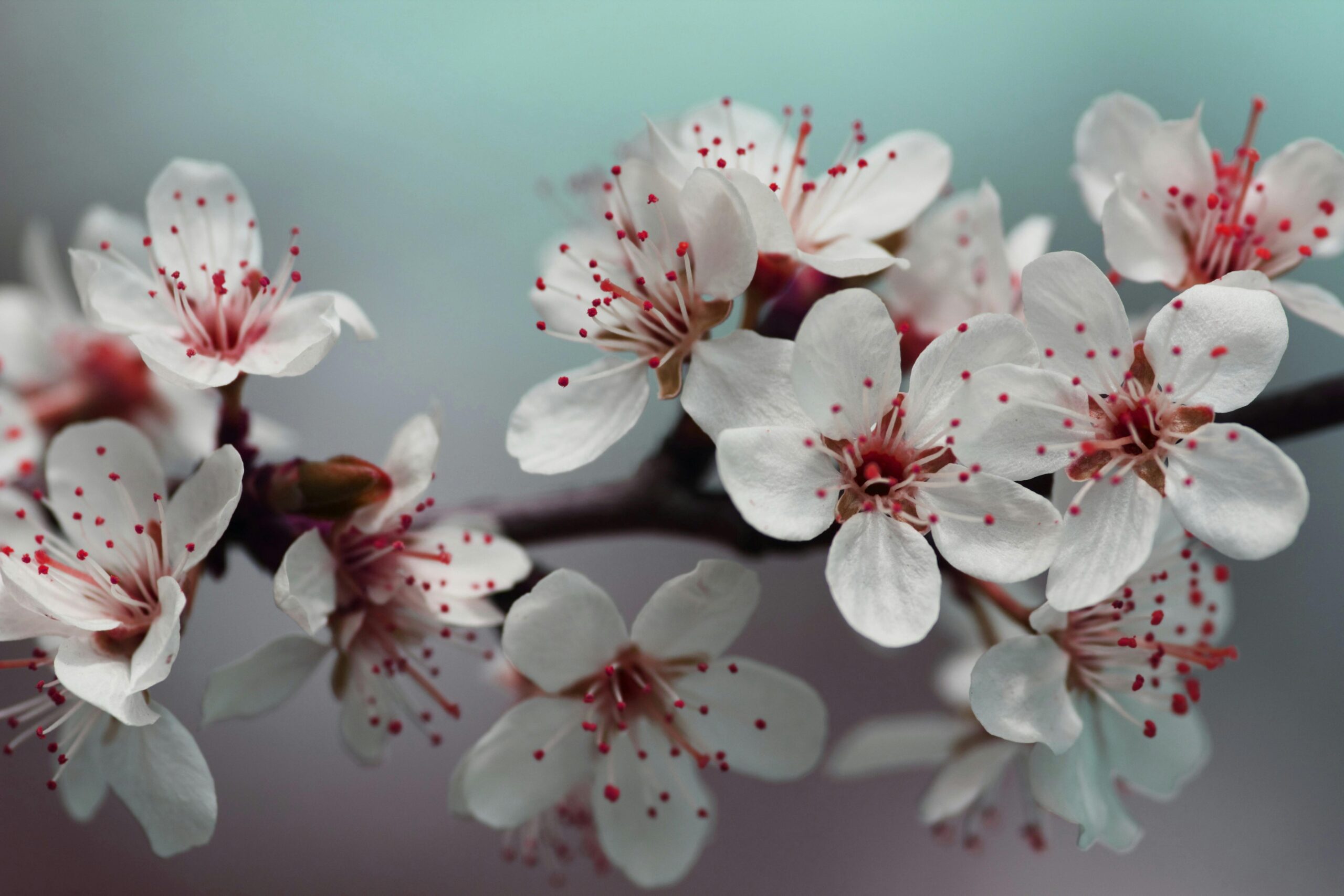 Pexels Inspiredimages – The Face skin clinic, Billericay, Essex